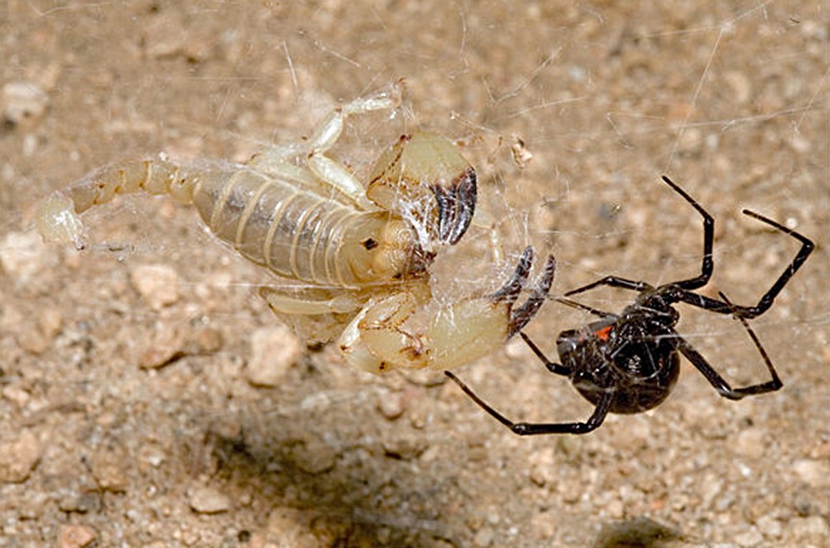 Сольпуга и Скорпион