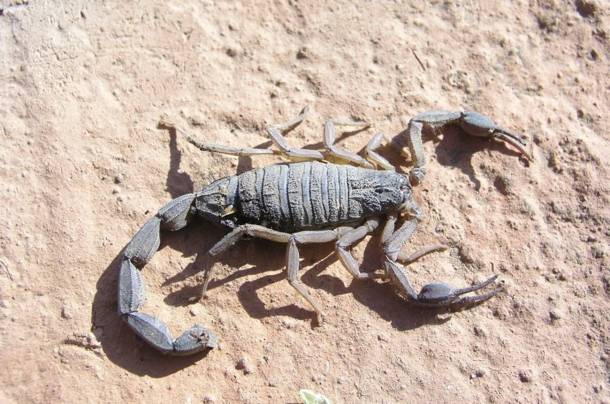 Царство скорпионов