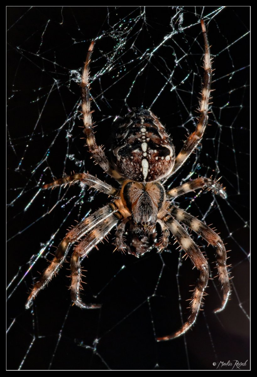 Хищный ночной паук