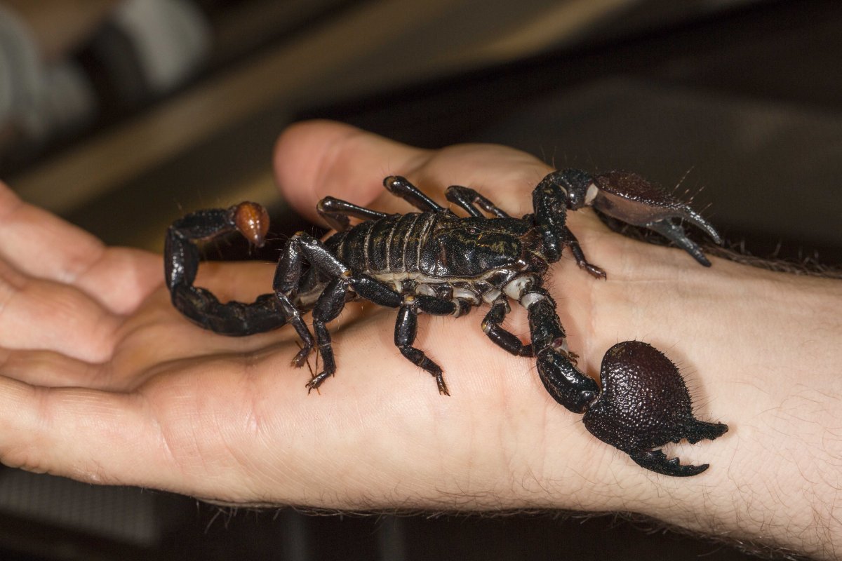 Heterometrus swammerdami