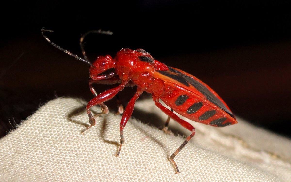 Жуки бетилиды