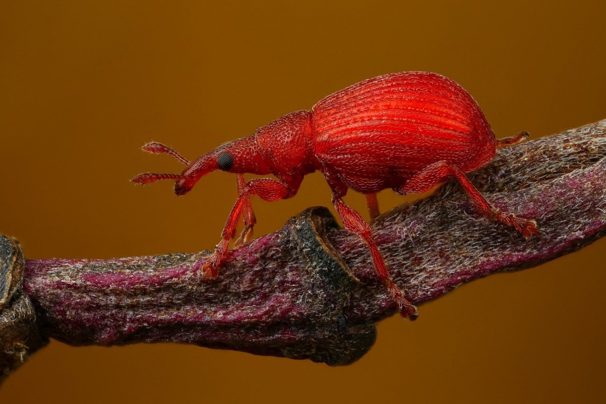 Долгоносик макрофото Жук макро