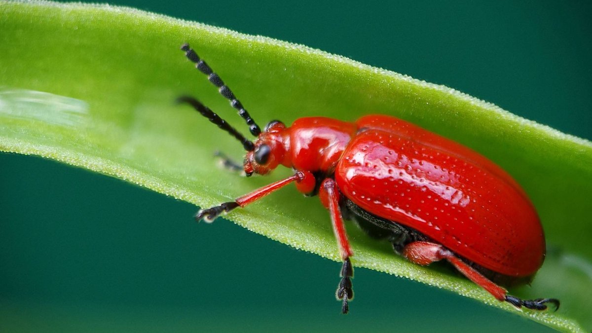 Жук долгоносик красный