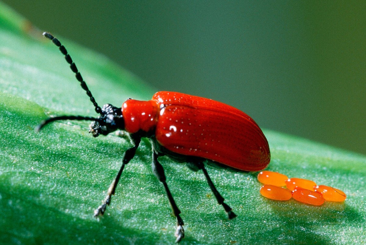 Жук трещалка