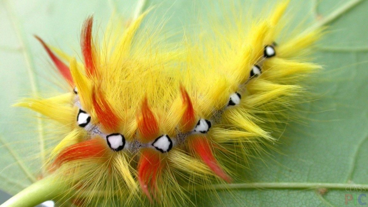 Гусеница бабочки Carthaea saturnioides