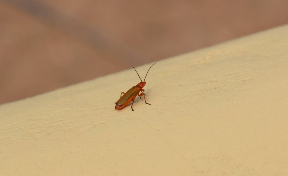 Маленькие Рыжик насекомые