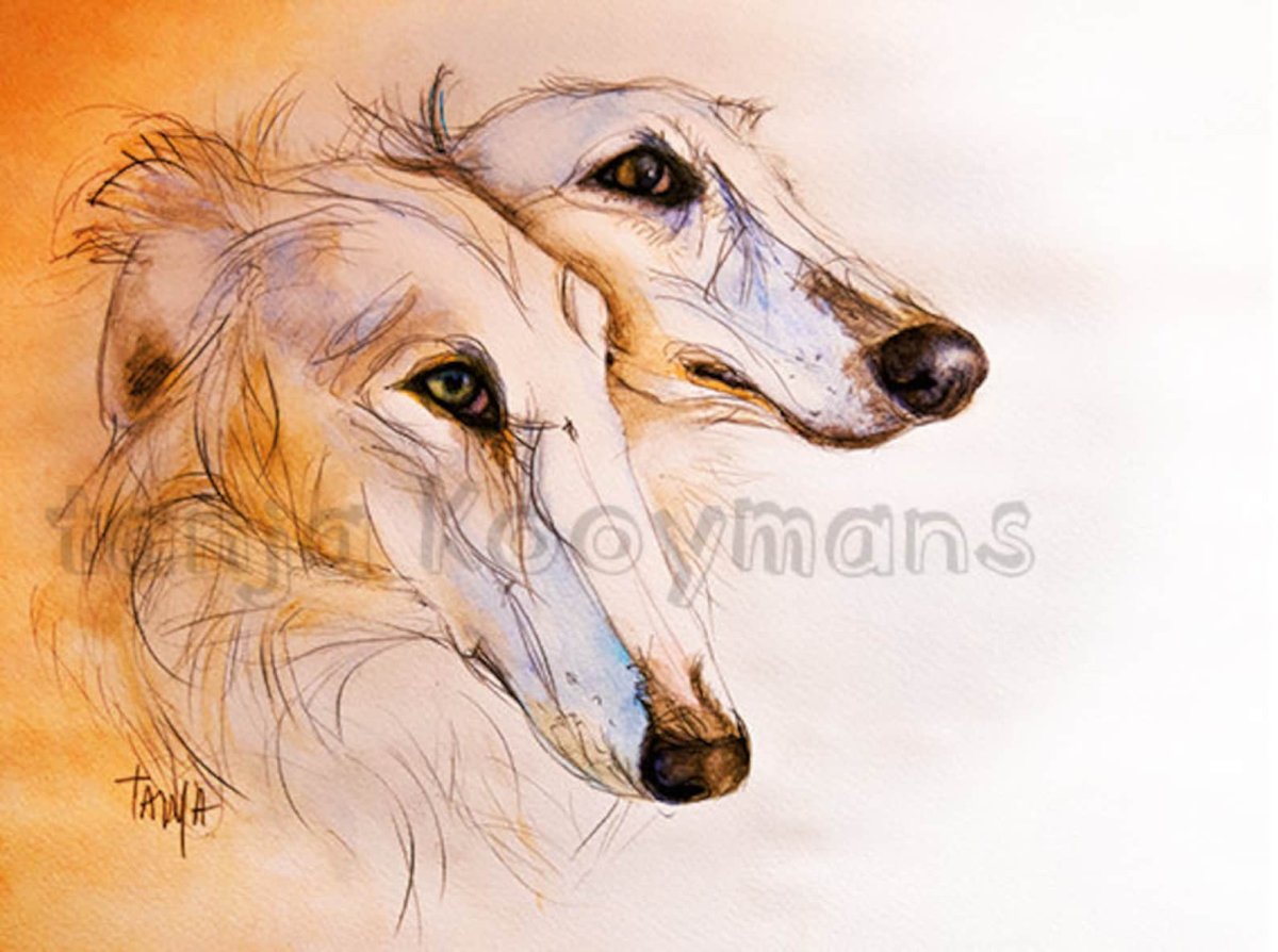 Русская псовая борзая рисунок