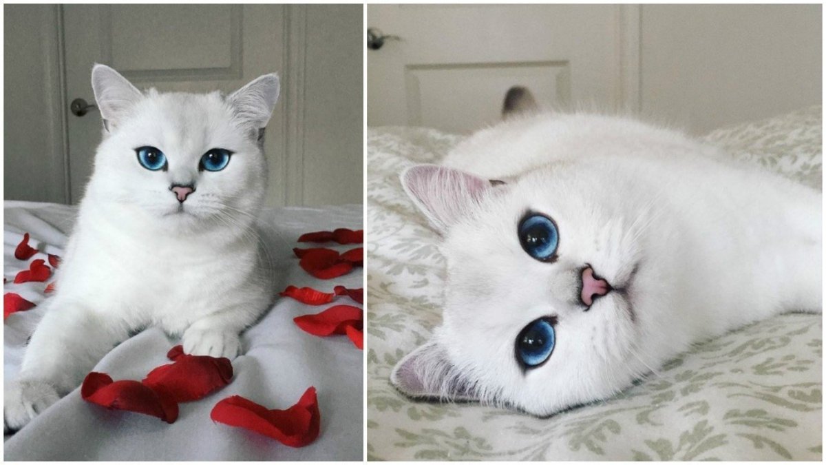 Самая красивая кошка в мире с голубыми глазами