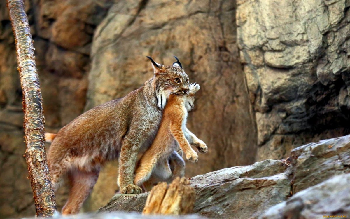 Хищничество рыси