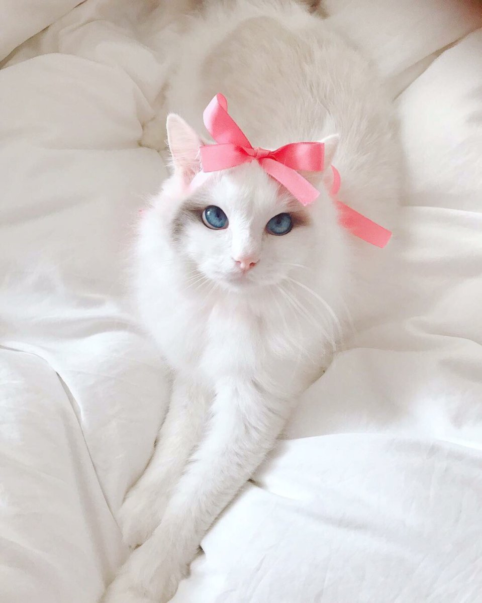 Као мани метис