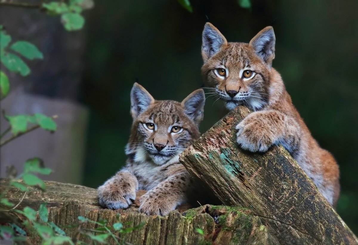 Lynx Cub