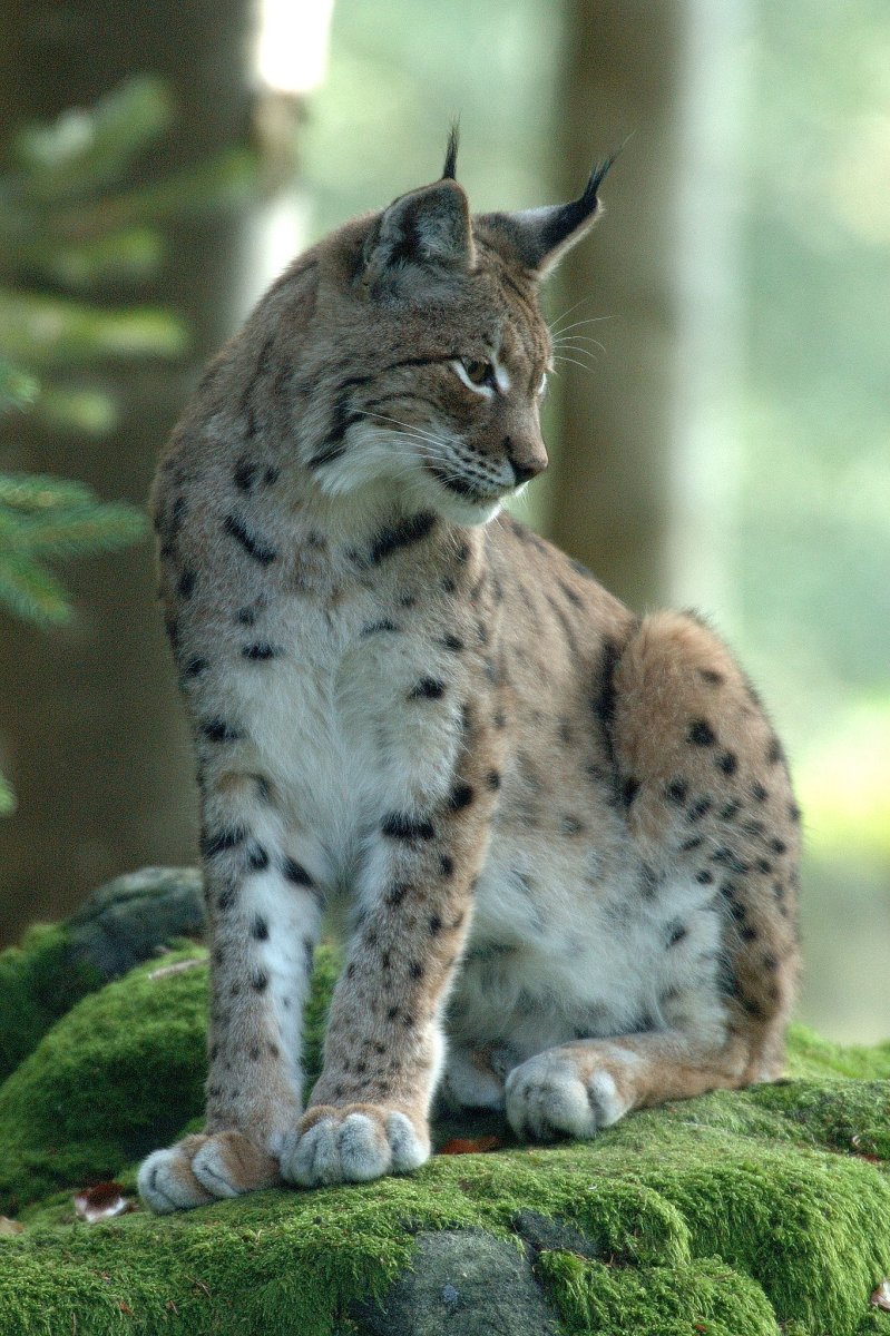 Фотообои Рысь