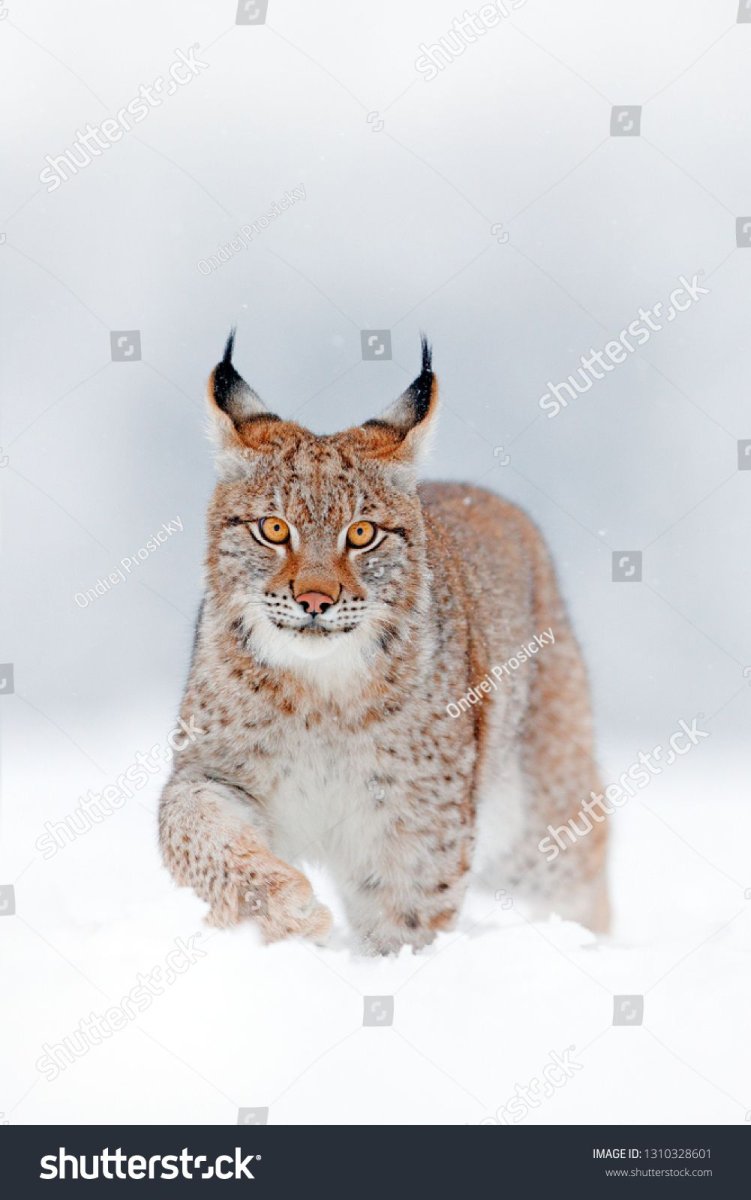 Мокрая Рысь