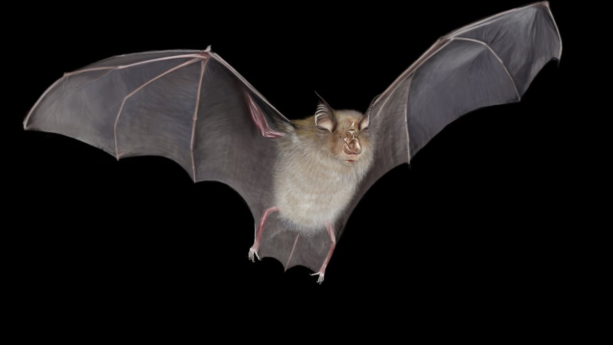 Королева летучих мышей