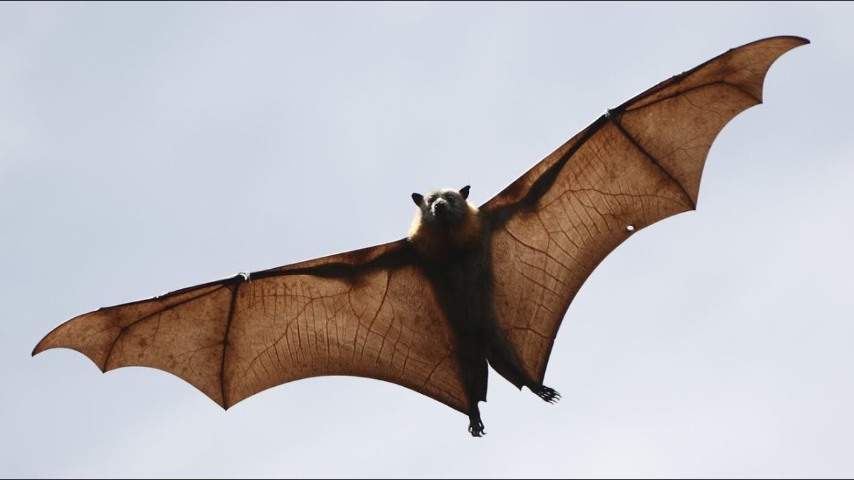 Летучая лисица вид со спины