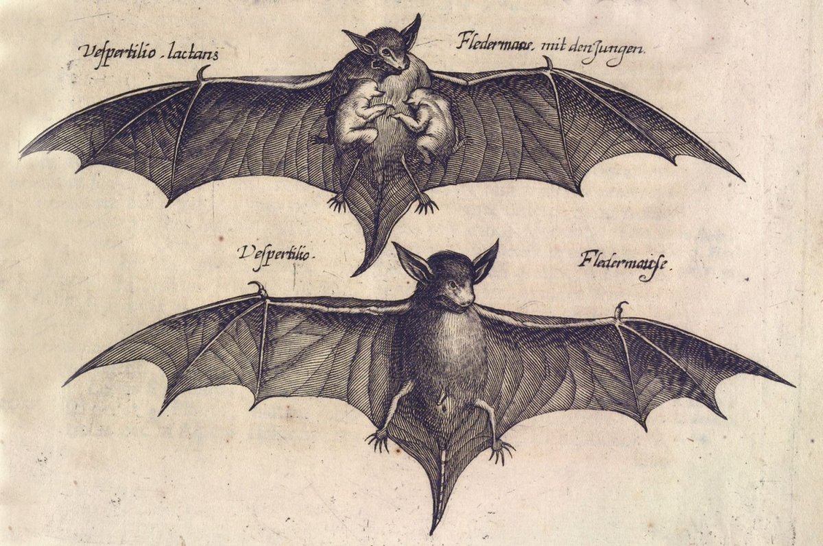 Летучая мышь гравюра тату