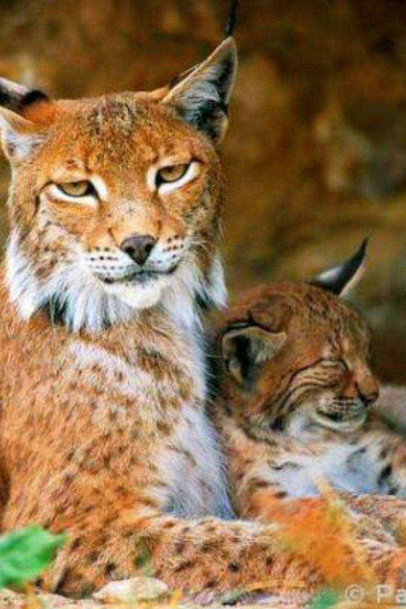 Тотем каракал