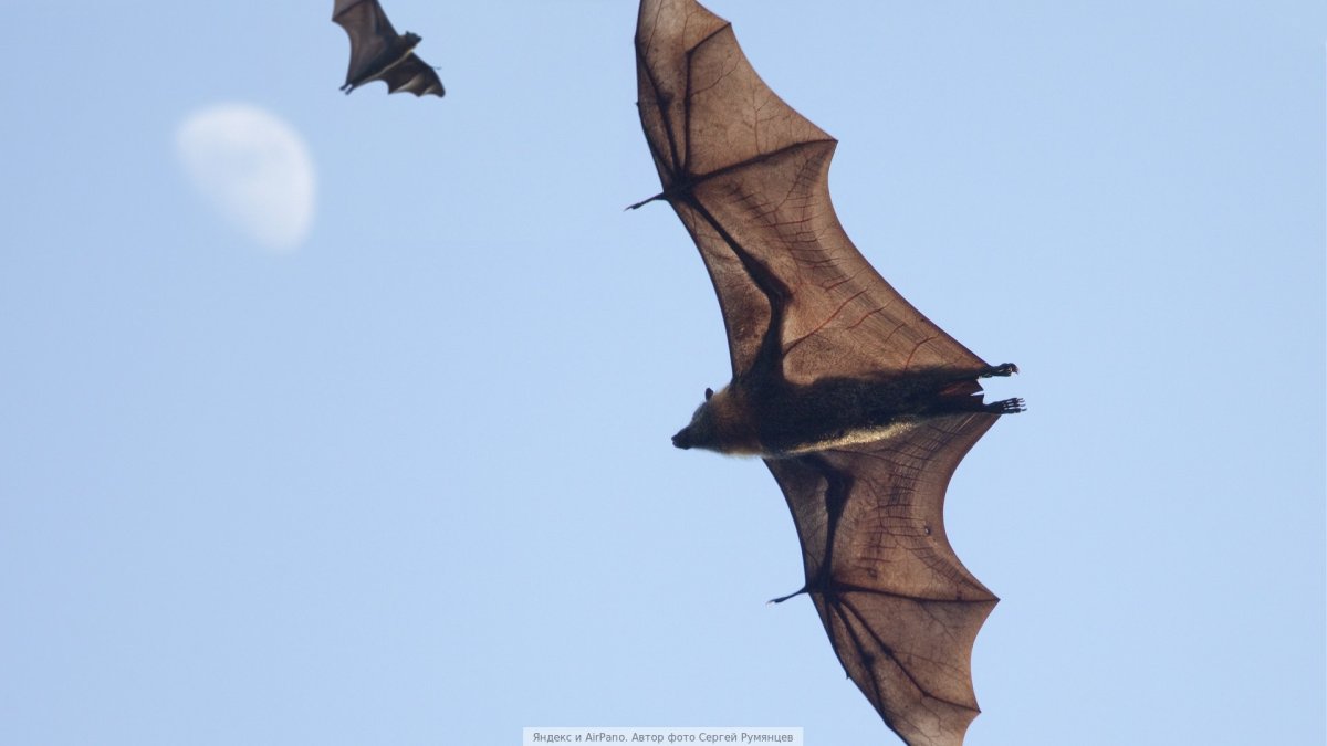 Крыло летучей мыши на просвет