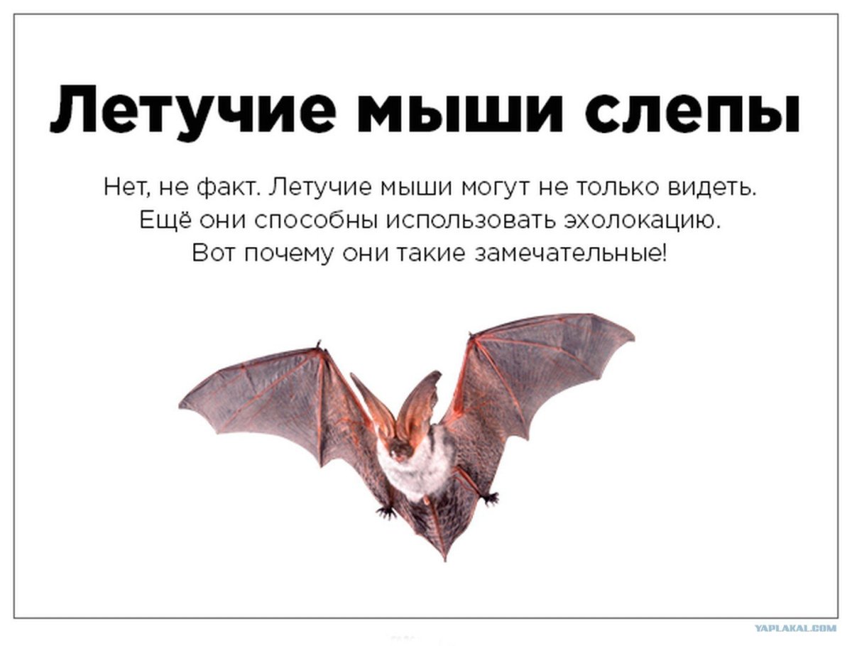 Факты о летучих мышах