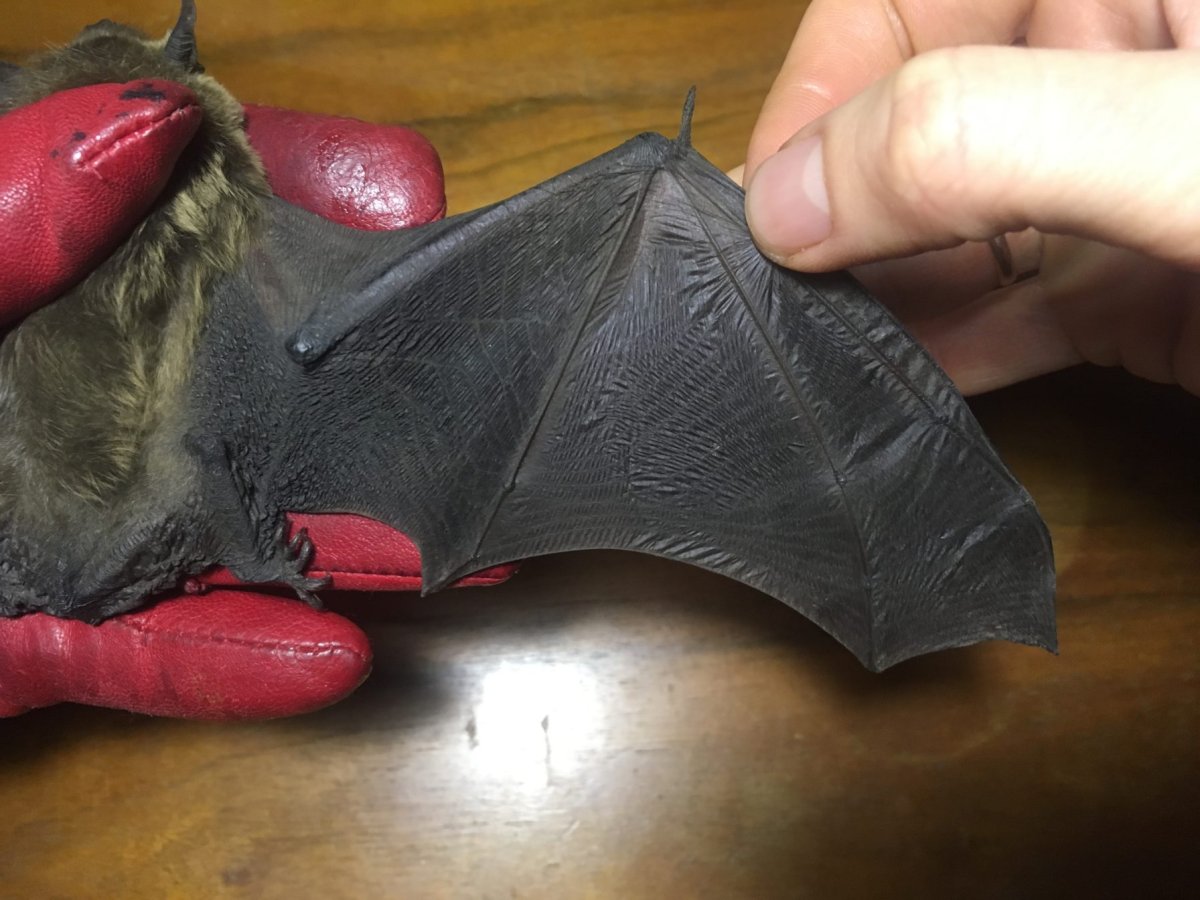 Рукокрылые анатомия