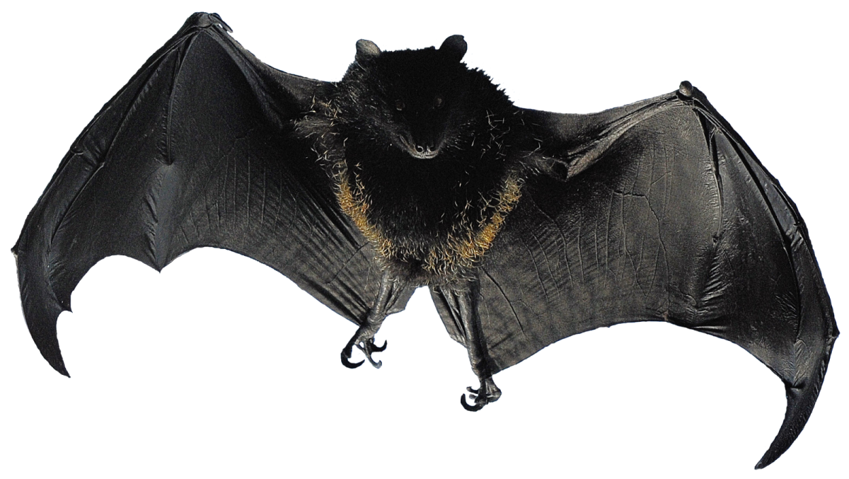 Летучая мышь