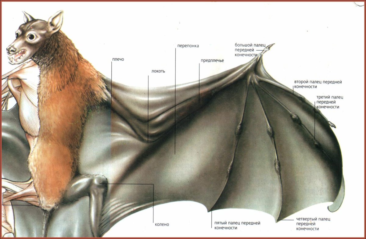 Строение крыла мыши