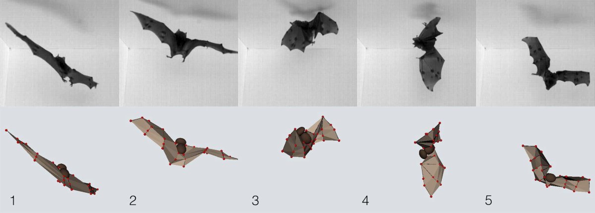 Летучая лисица референс