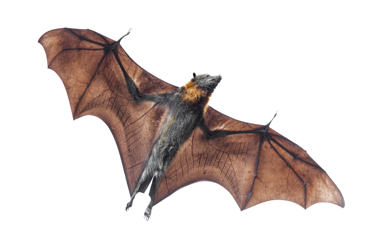Крылья летучей мыши