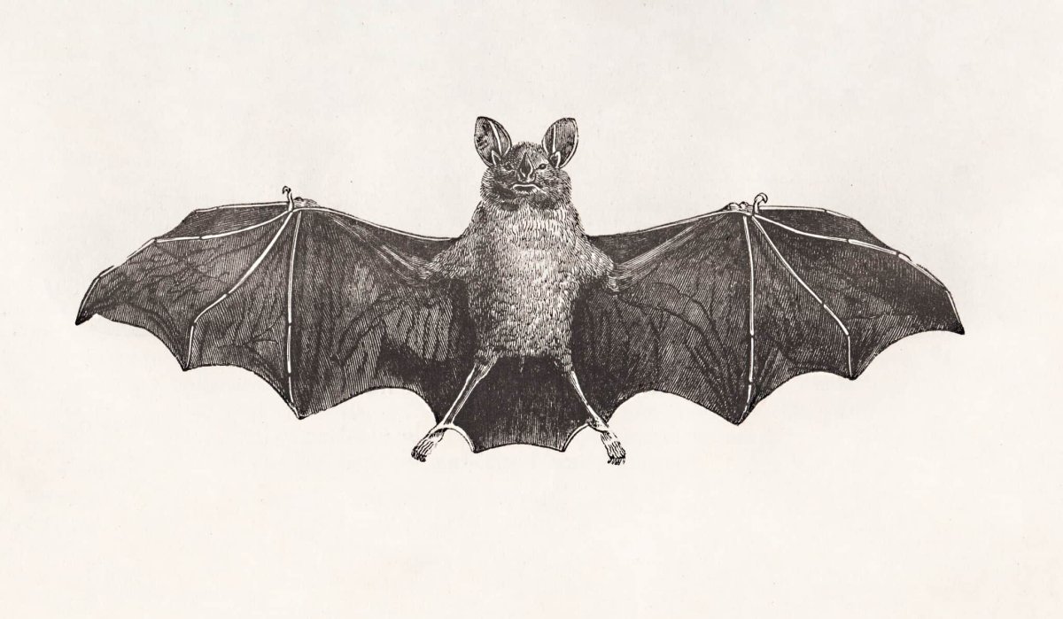 Летучая лисица анатомия