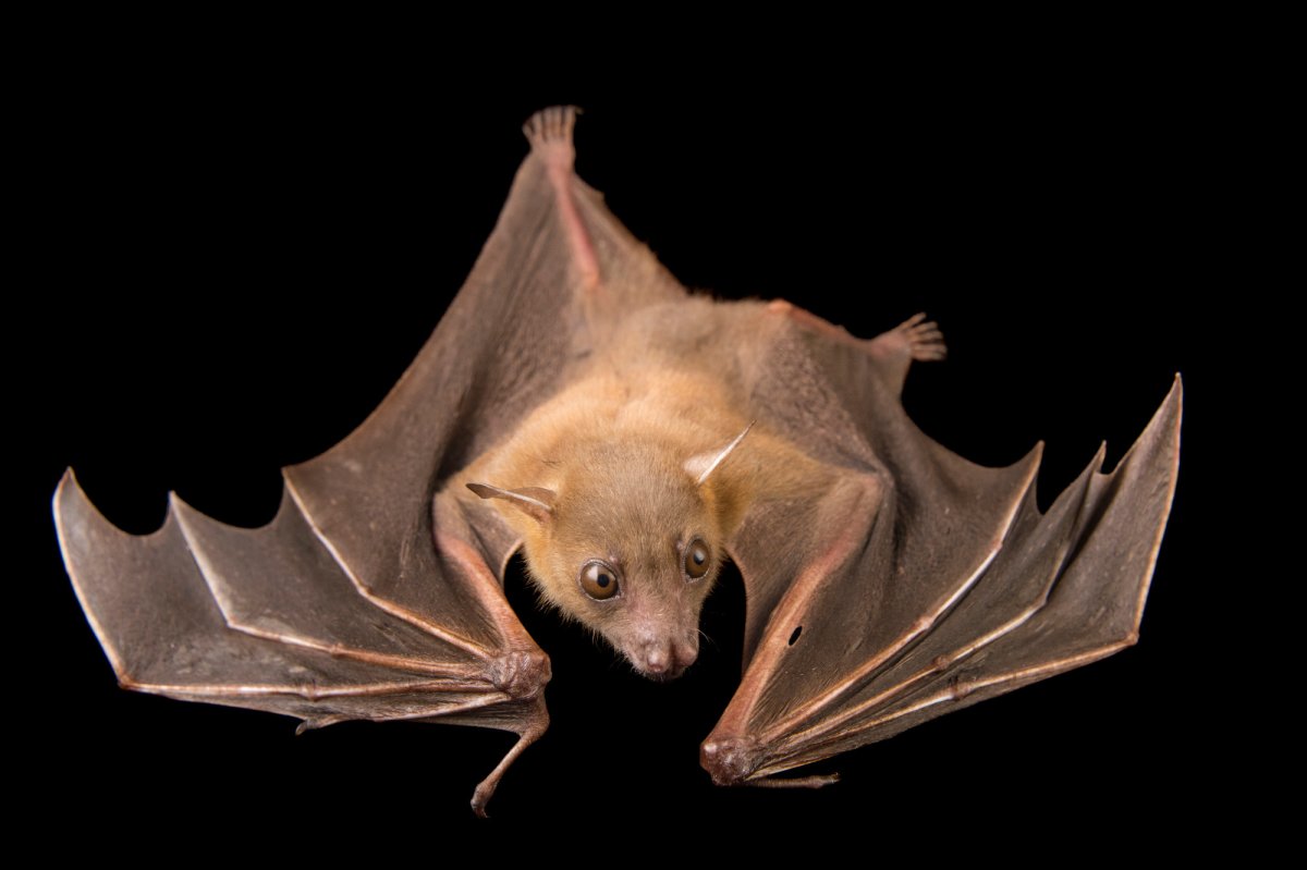 Cynopterus brachyotis