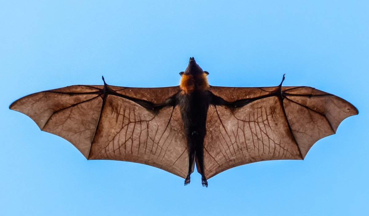 Крылья летучей мыши