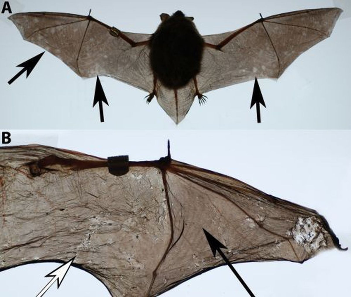 Строение крыла летучей мыши