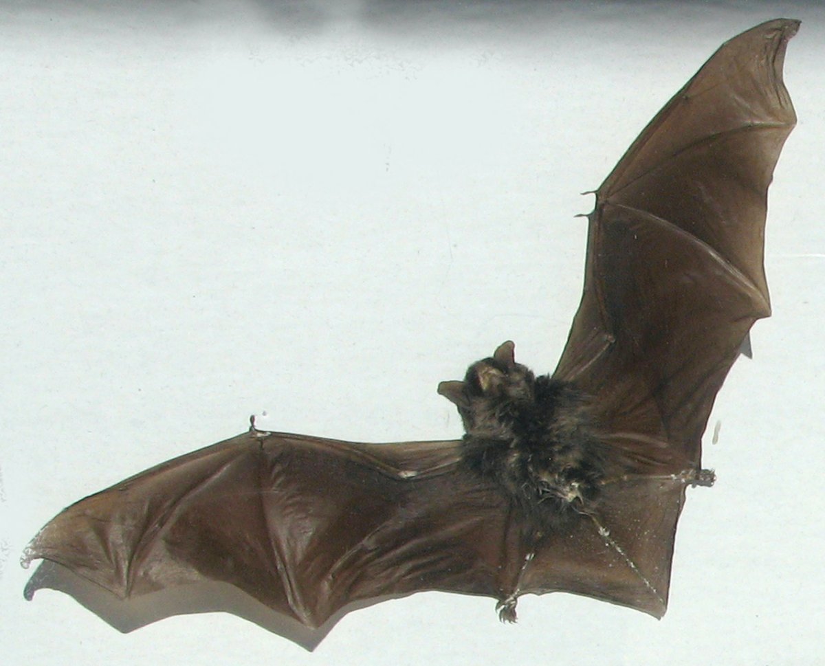 Перепончатые Крылья летучей мыши