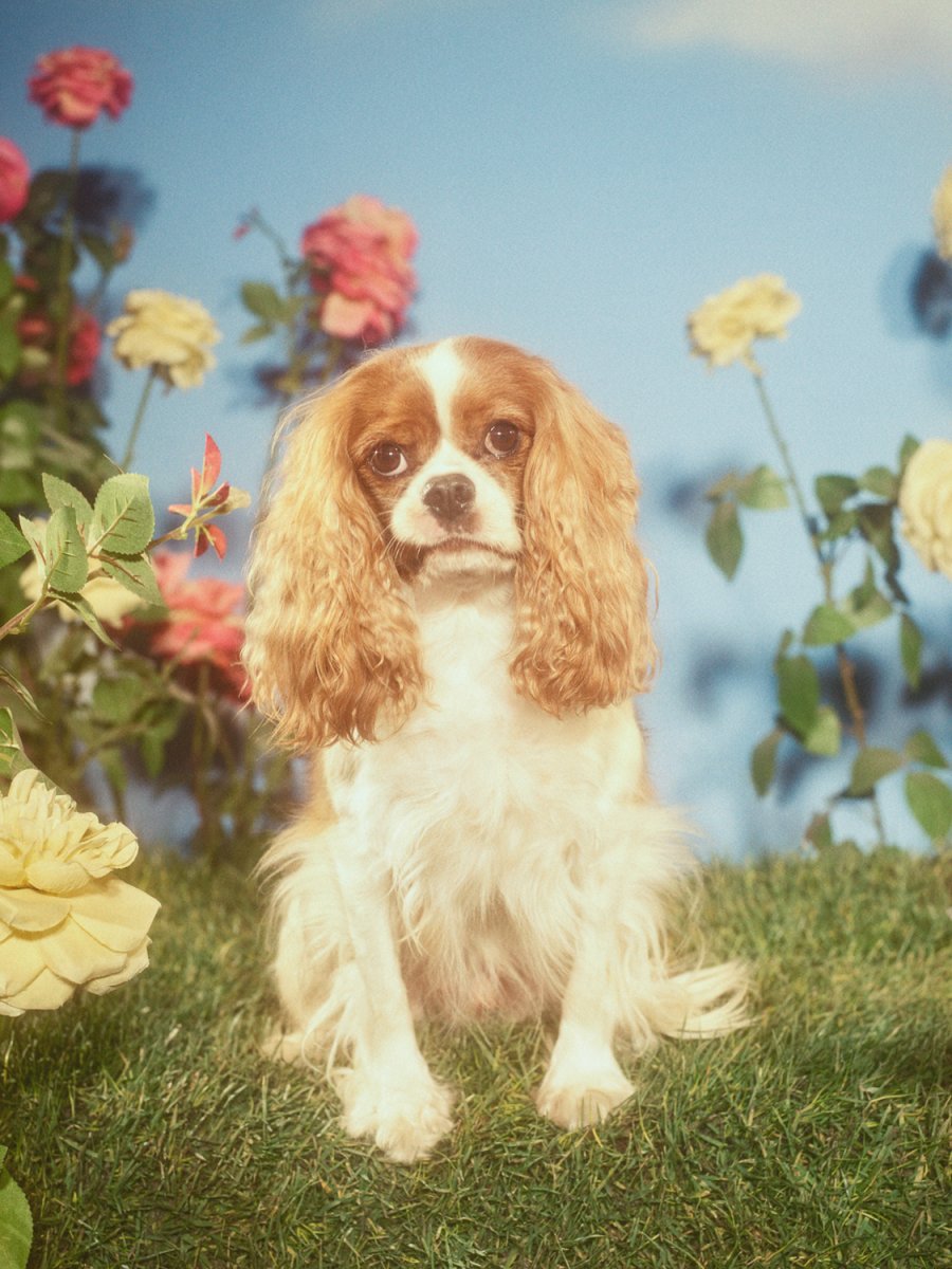 Гуччи выпустил коллекцию для животных