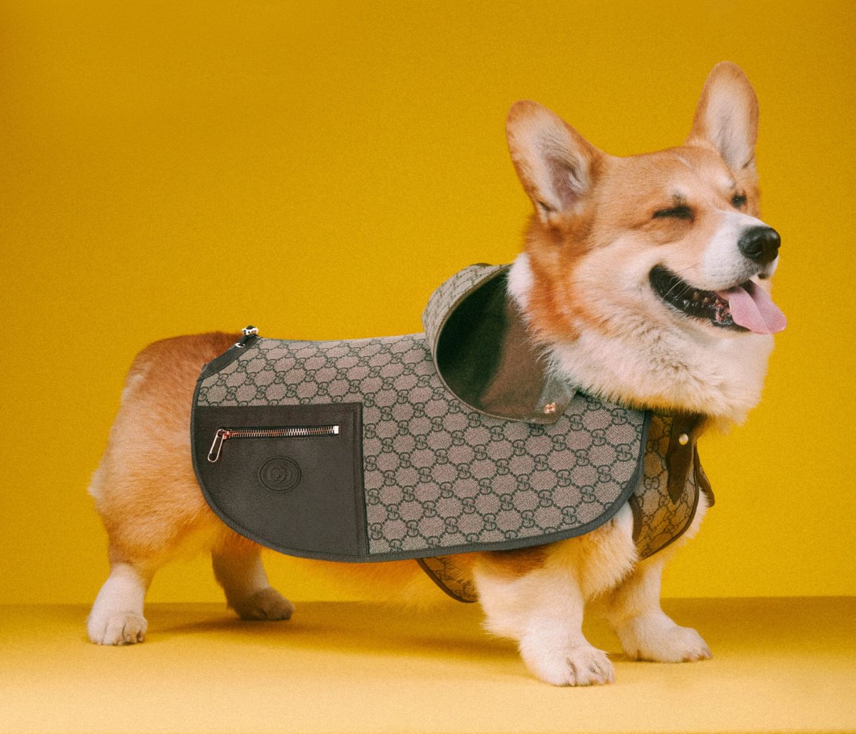 Куртка для собак гуччи