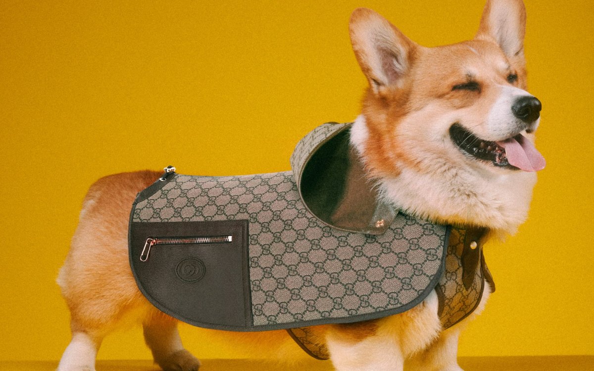 Gucci выпустил коллекцию для собак