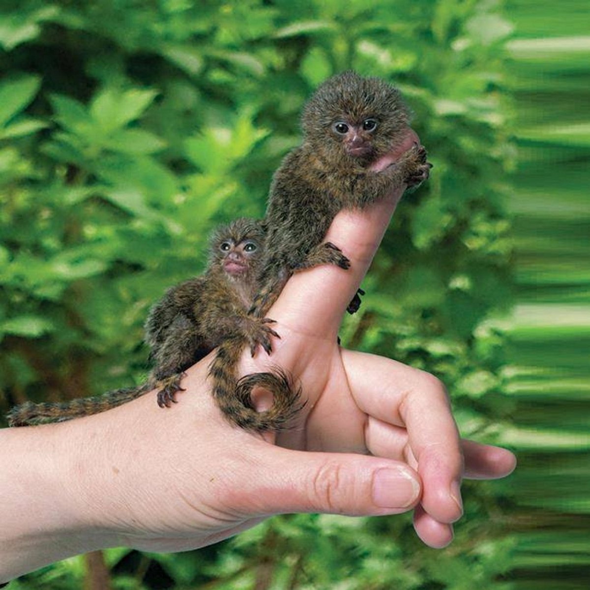 Мармозетка обезьянка