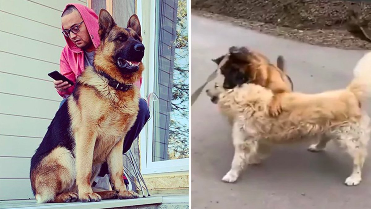 Гуччи померанский шпиц