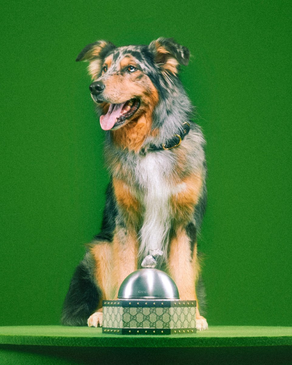 Гуччи выпустил коллекцию для животных