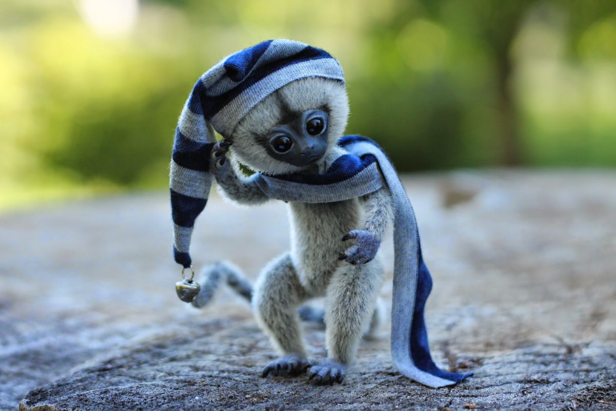 Мармозетки обнимаются