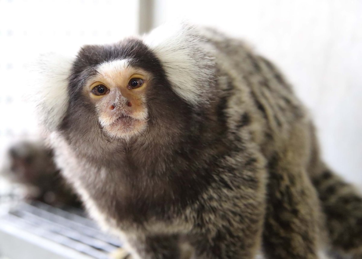 Животное Альмира