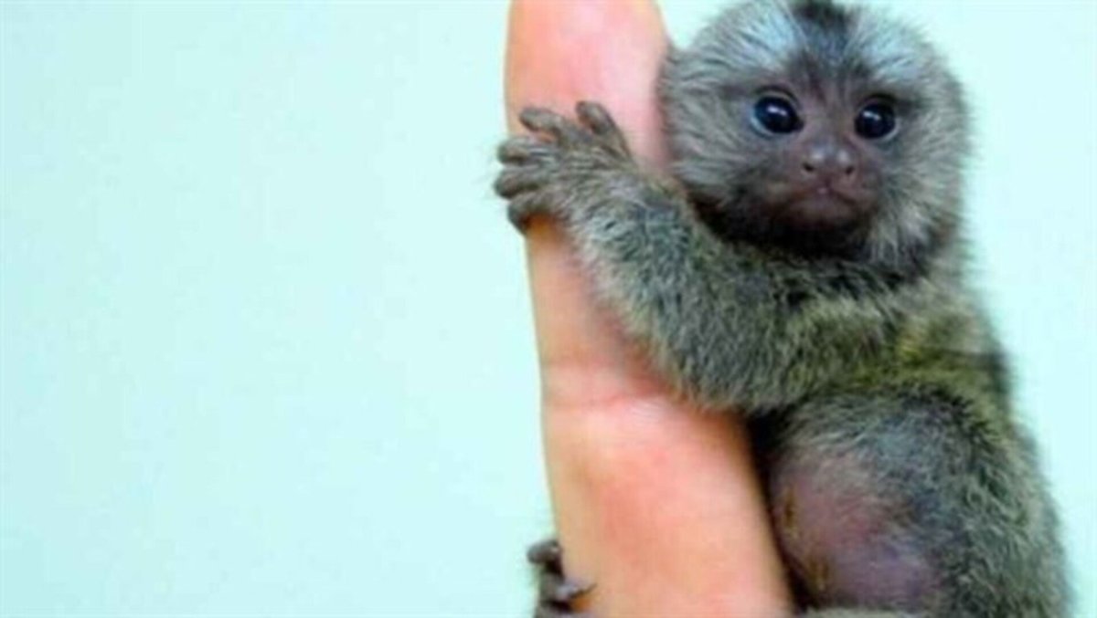 Игрунковая обезьяна 15 см