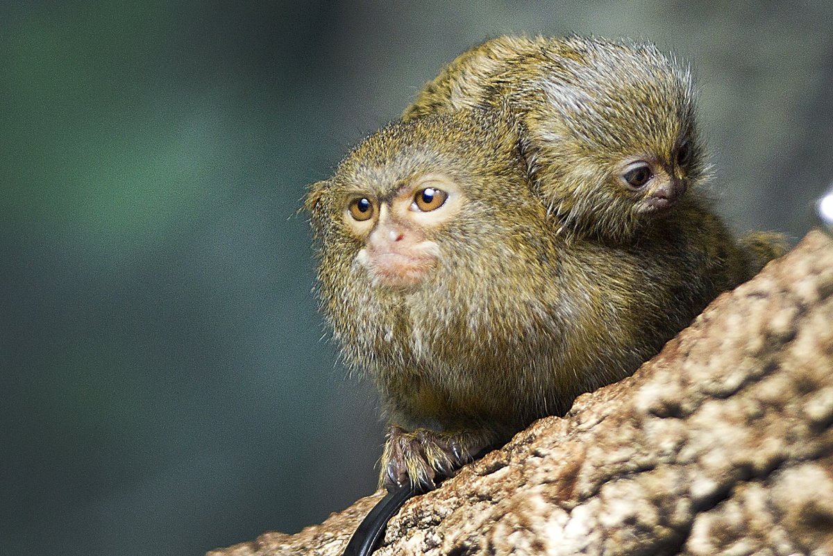 Карликовая игрунка детеныш