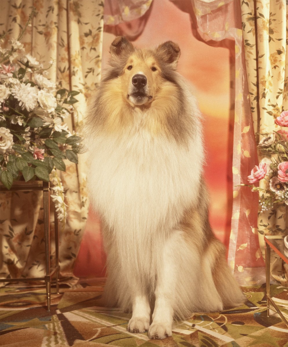 Инстаграм гуччи собака