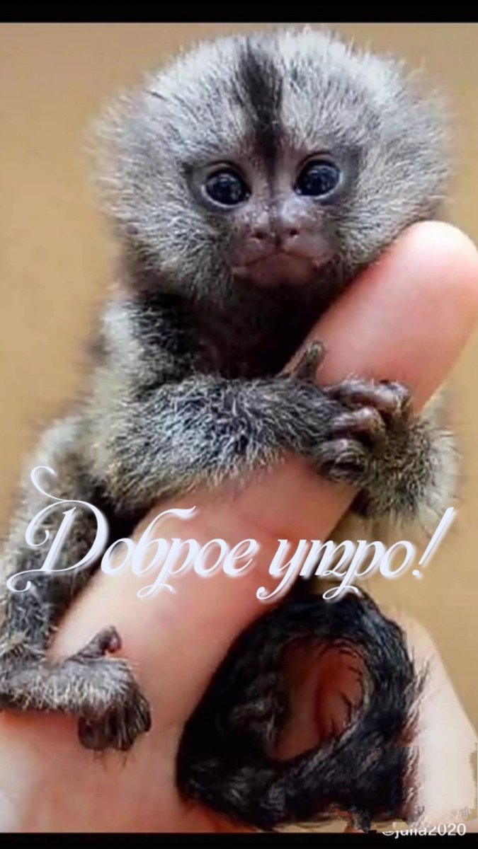 Мармозетка обезьянка