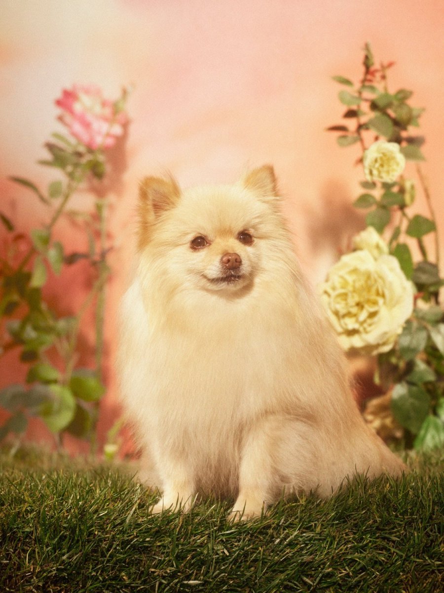 Бренд Gucci выпустил коллекцию одежды и аксессуаров для питомцев.