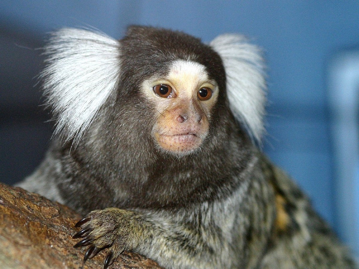 Игрунка обыкновенная мармозетка