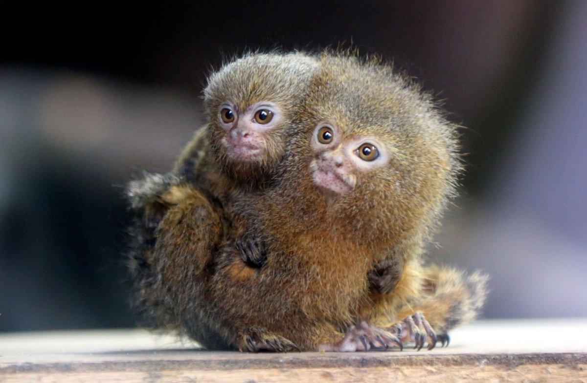 Удивительные факты