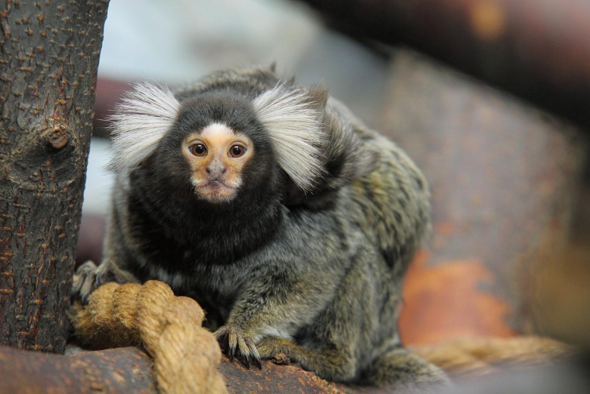 Маленькая обезьянка мармозетка