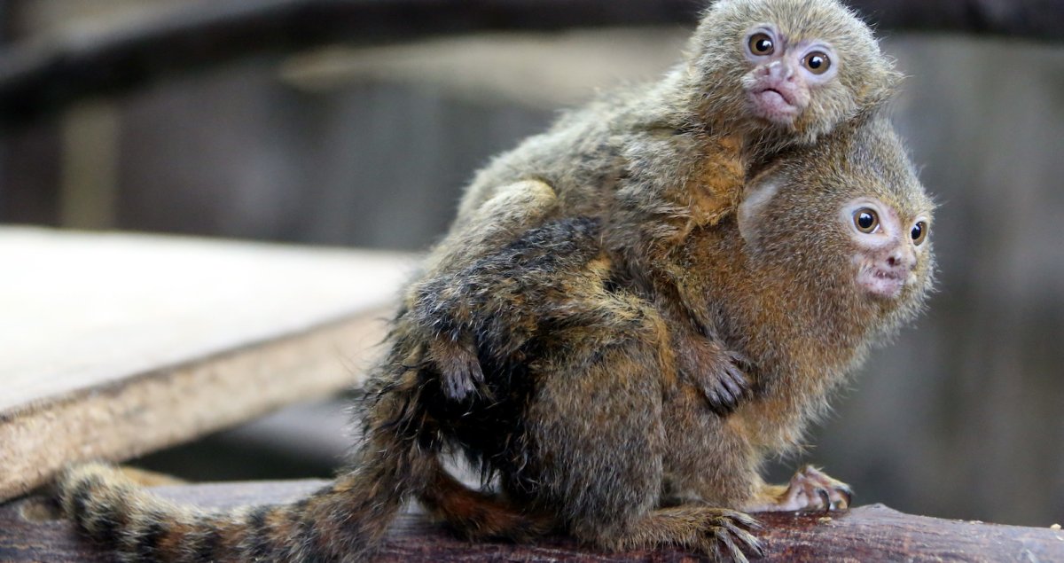 Швейцарская мармозетка